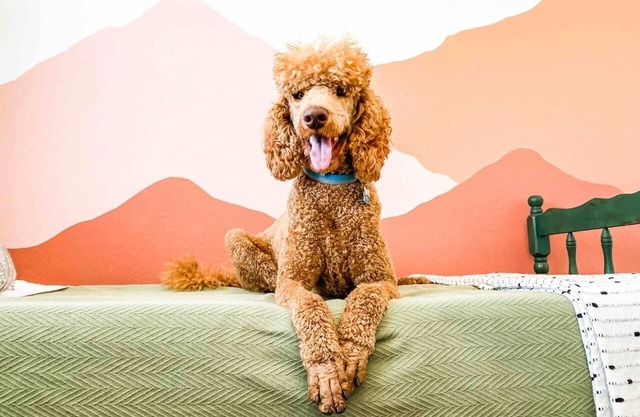 The Retro - dog friendly!