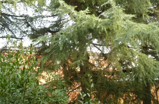 Das Zimmer am Flughafen Cedars near + City Center