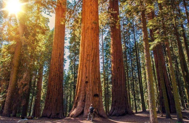 The Sequoia Hut!