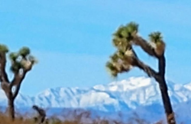 The Yurt at Tribal Camp
