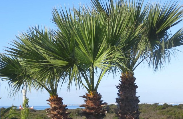 Three Palms Apartment