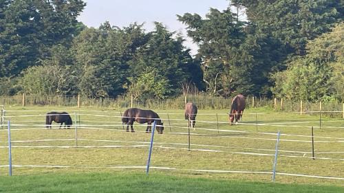 Tranquil Equestrian Escape - Sleeps 2