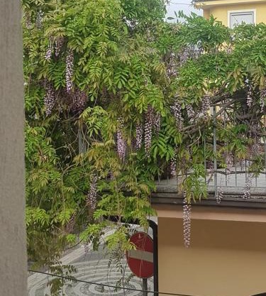 Una finestra sul glicine