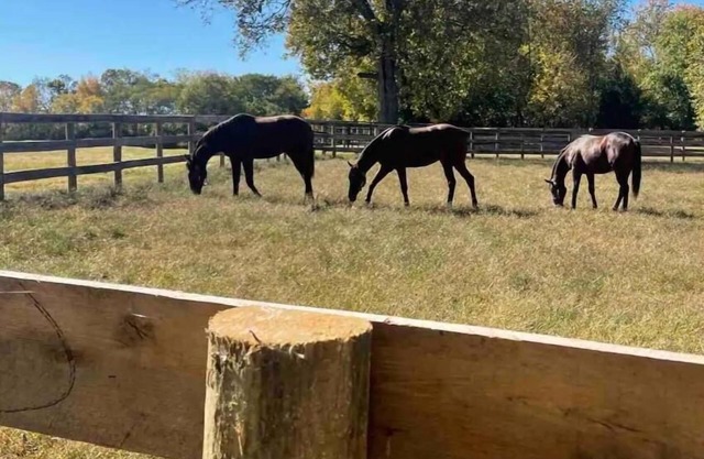 Unbeatable Location: Trackside Farm at Keeneland