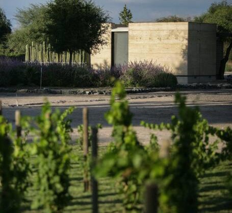 Viñedo Bodega 1881