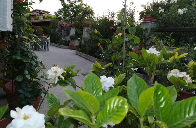 Villa delle rose