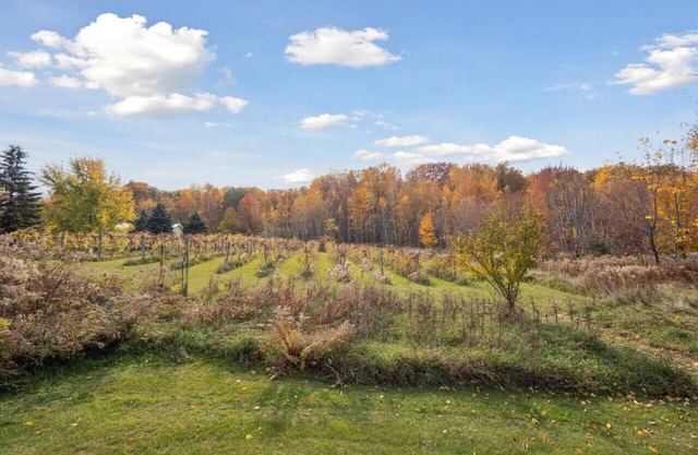 Vineyard View near Winery in Country Side