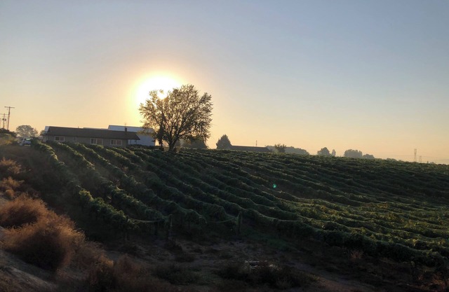 Vineyard views at Dichotomy Vineyards guest house in the Yakima Valley