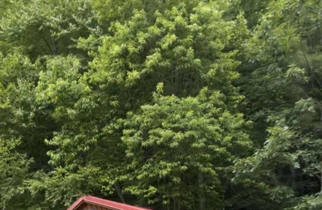 Wards Creekside Cabins 04