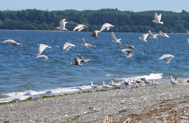 Waterfront Retreat - Vogelbeobachtung, Kajakfahren, Entspannung, Urlaub.