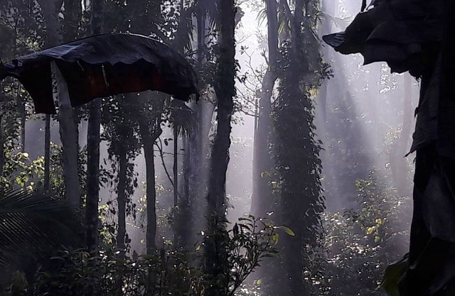 Wayanad Stay .die Pfeffersuite