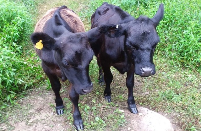 Working Farm: Overnite, Urlaub, Wohnung, Ferien, Felder, Wald, Wiedervereinigungen