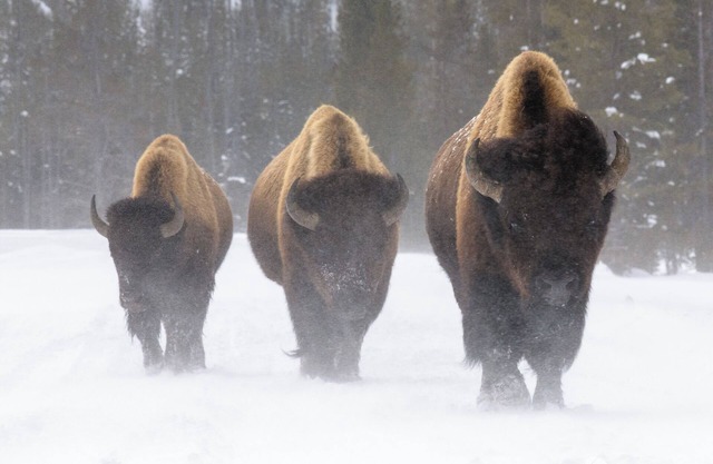 Welcome to the Gold Bison Getaway.