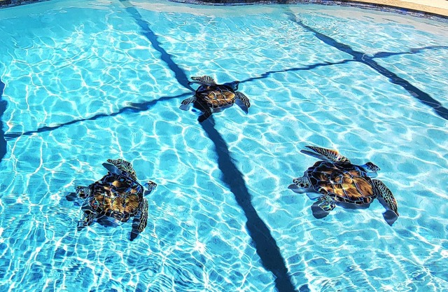 Wet Tortuga Retreat