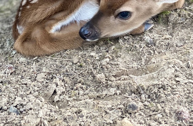 Whitetail Deer Ranch Erfahrung! Beobachten Sie die Aufzucht und Pflege von WT-Hirschen.