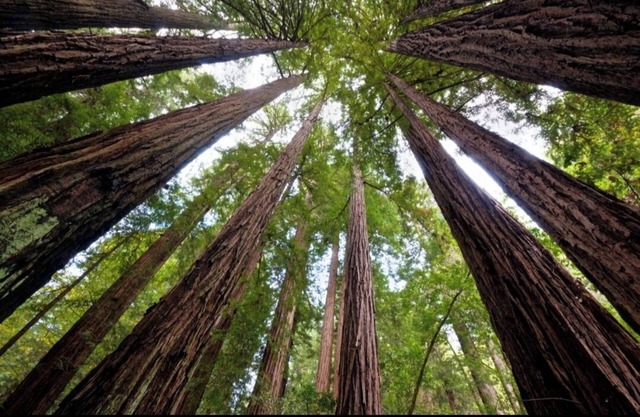 Willow Creek in the Redwoods