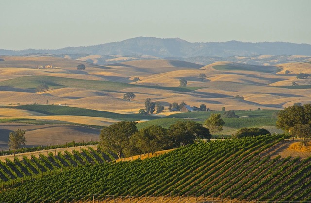 Wine Country Villa -- 9 bedroom, 4 bath, Sleeps 25+