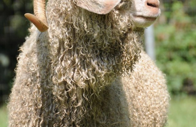 Weinland Wolle Schaffarm Aufenthalt; Heu-Scheunen-Häuschen