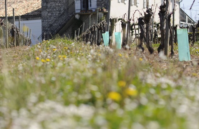 Weintourismus im Herzen von Bordeaux