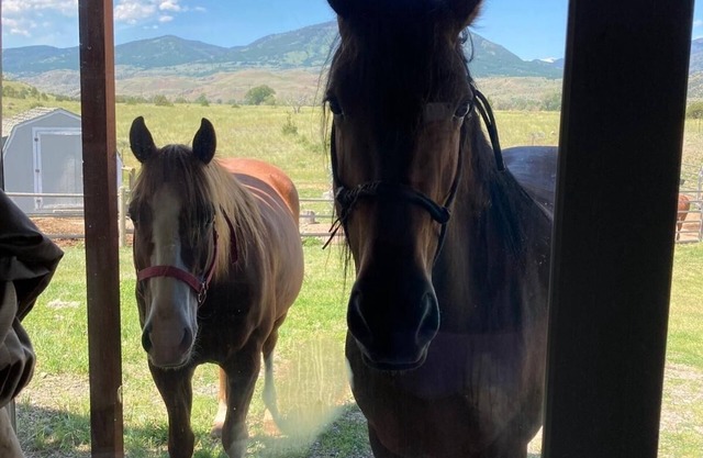 Wonderful Montana experience with great views and horses! Yellowstone 25mi