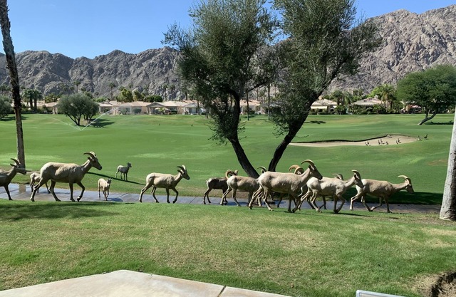 Your Desert Oasis: Luxury Home on Golf Course + Tranquil Remote Work Retreat!