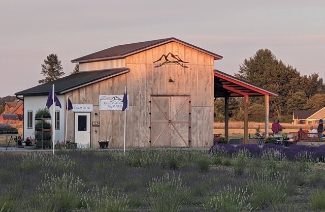 Your own Lavender farm in Sunny Sequim!