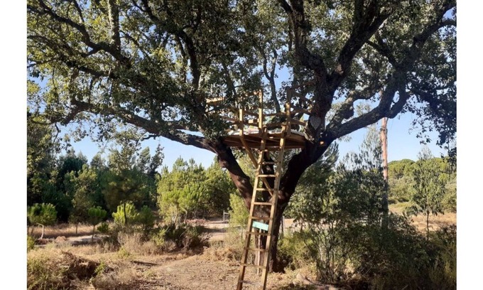Vale de Mulheres Haus | Árvore dos Sonhos - Tree House