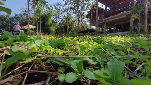 Nan Haus | ณ ไร่ขวัญน่าน ฟาร์มสเตย์