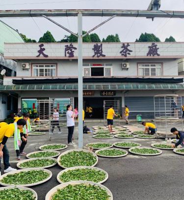 Alishan Haus | 天隆民宿Tian Long Tea Farm HomeStay