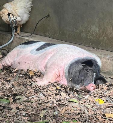 Guanxi Bed & Breakfast | 拇指園民宿