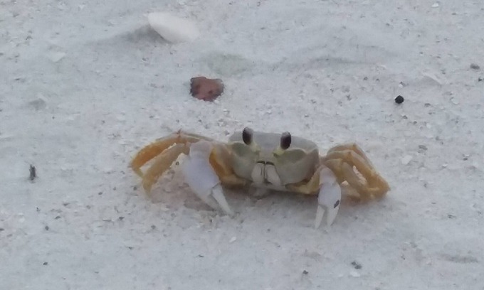 Naples Park Haus | 1. 5 Meilen zum Strand! JAN. 2020 Anfrage mit Eigentümer 21 nt. Mindest! STRANDPASS ENTHALTEN!