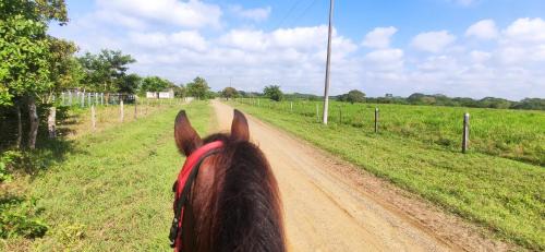 Atlantico Department Sonstige | Alquiler de caballos y cabalgatas por el Atlántico