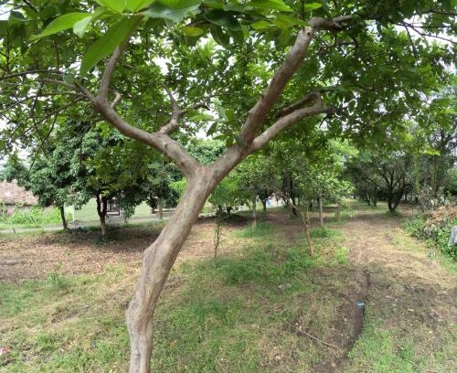 Dehradun Haus | Bagicha farmstay - Near Jolly Grant Airport