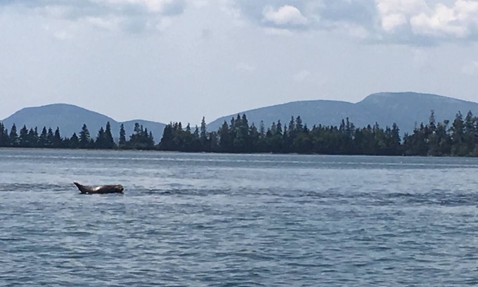 East Sullivan Haus | Bayside friedlicher Rückzugsort in der Nähe von Acadia