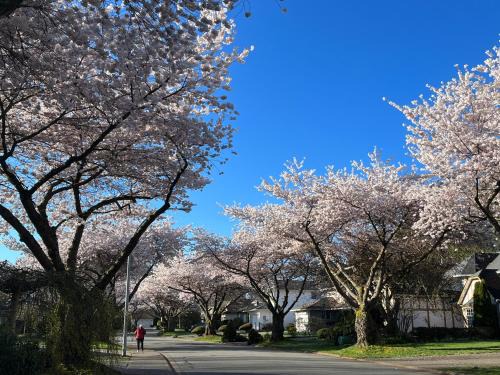 South Surrey Haus | Bloom House 樱花民宿