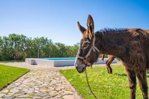 Barracao Haus | Burro Ville by Host Wise