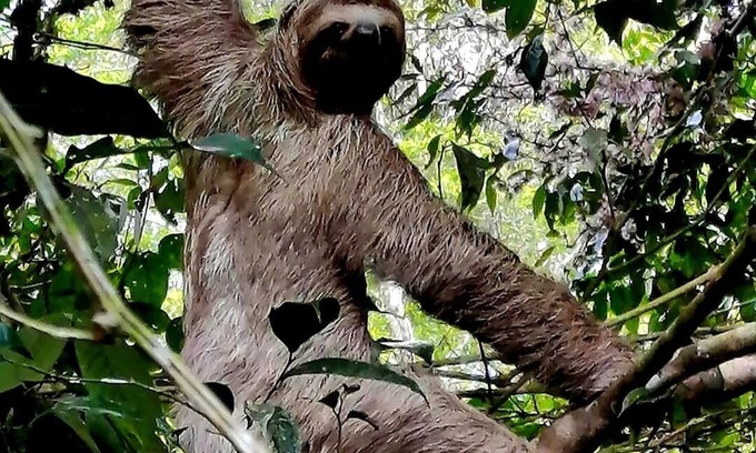 San Isidro de El General Kabine | Cabañas Para Descanso Oso Perezoso
