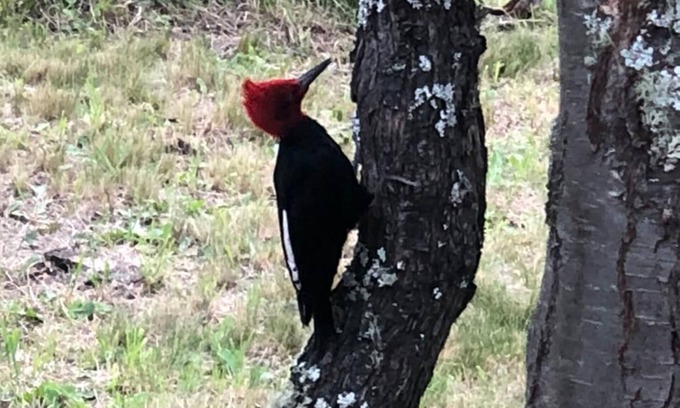 Coyhaique Hotel | Casa Piwke, Hostel en el Centro de Coyhaique