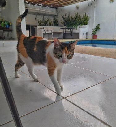 Palenque Hotel | Casssa Vlanca Hotel