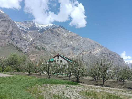 Keylong Haus | Chandra Bhaga homestay and campsite