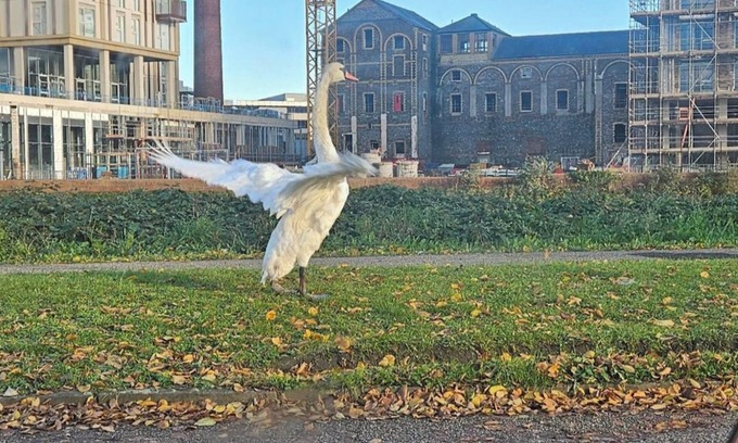 Grangetown Wohnung | Cozy Studio Retreat in Cardiff Bay sleeps 2