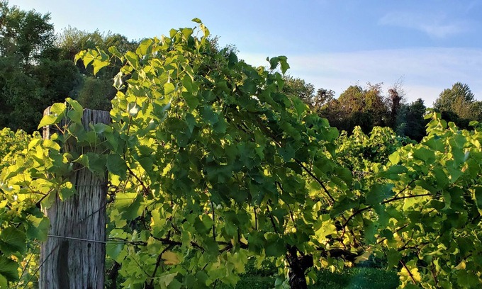 Stevensville Haus | Crestwood House - Rustic Ravine Glam im Herzen der Weinberge des Michigansees.
