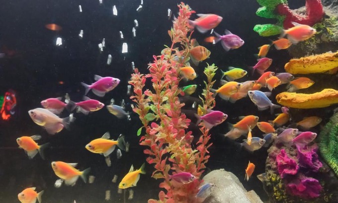 Bogota Wohnung | Daniels property