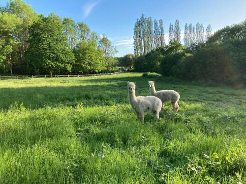 Loxwood Kabine | Dragonfly Lodge Ifold & Alpaca My Tipi Glamping