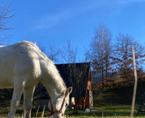 Mojkovac Haus | Eco kutak