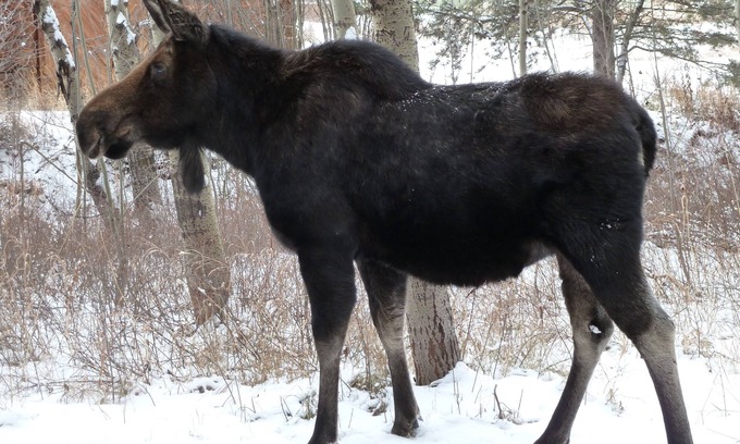 Moose Wilson Road Eigentumswohnung | Superior 1BR Eigentumswohnung in Espen - Ideale Winter / Sommer Lage!