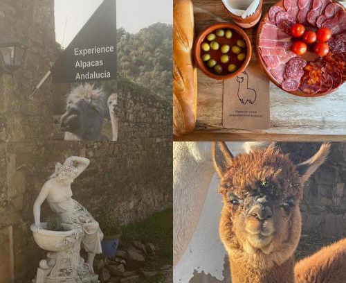Montoro Haus | Experience Alpacas in Andalucia