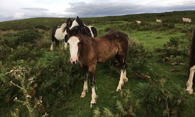 Builth Wells Haus | Bauernhof im Mobilheim für 4 Personen in herrlicher walisischer Landschaft
