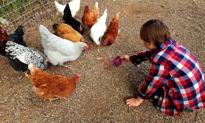 Highvale Sonstige | Fig Tree Farm Stay - Interactive Farm Stay Near Brisbane
