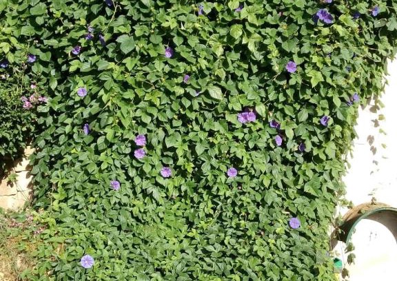 Laurens Wohnung | GITE VOLUBILIS BLEU